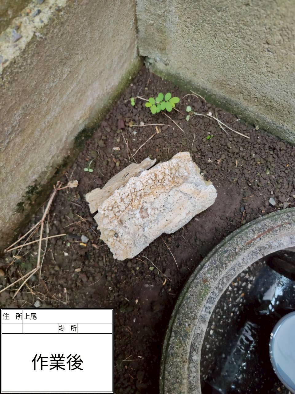 排水管で固形となった油の塊