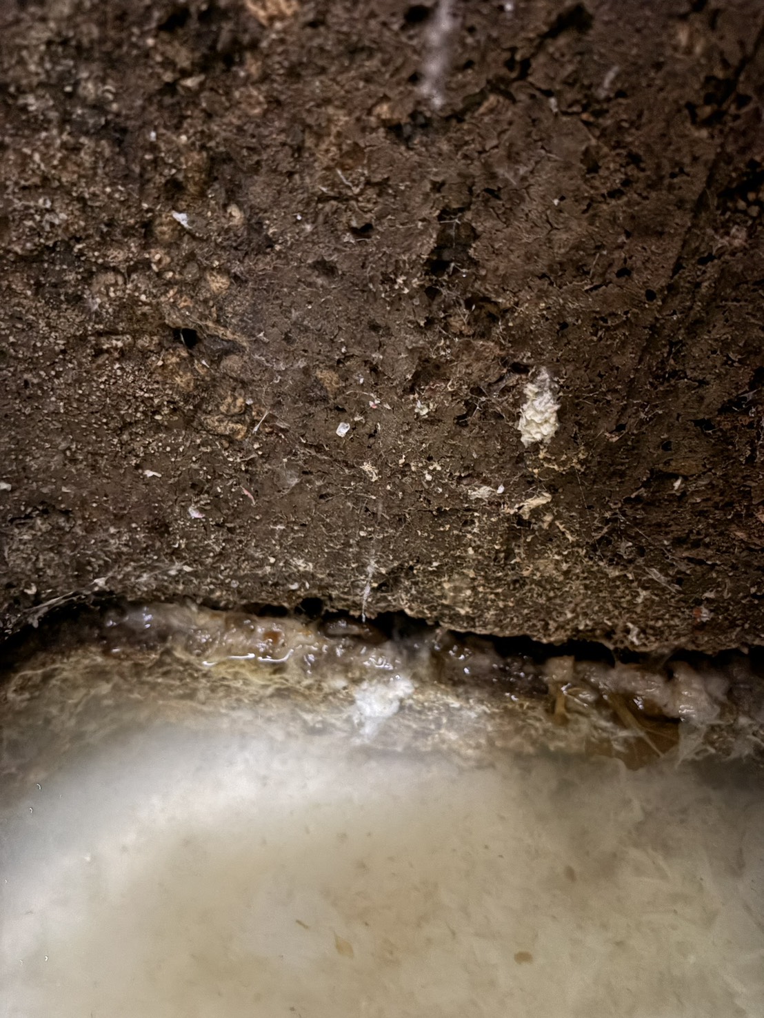 東京都新宿区 コンクリート桝が割れている状態